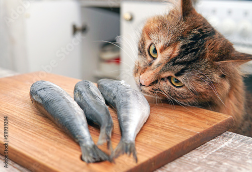Photography The cat wants to eat the fish on the table