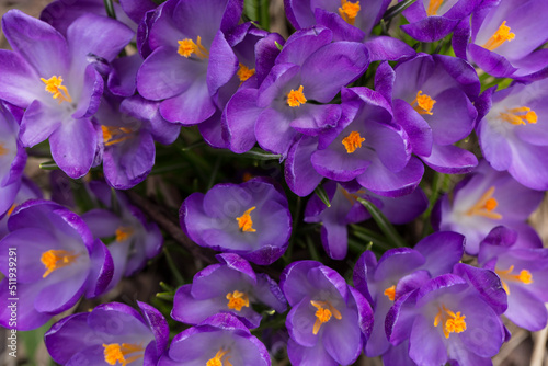 Blooming crocuses as natural background, texture, top view