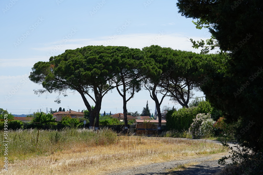 two pine trees in Tuscany in italy