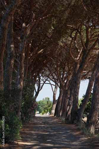 a park withe pine trees  in italy