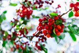 Branch of ripe cherries on a tree in a garden