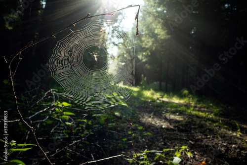 Stampa su tela Cross spider in a spider web in the forest with morning sun as backlight