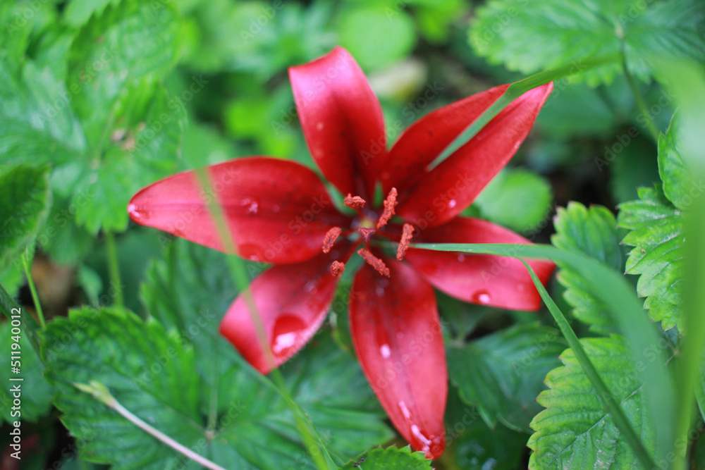 red flower in the garden red flower in the garden