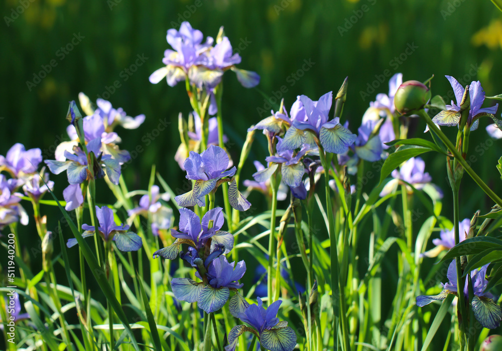 Blue Iris flowers in the botanical garden