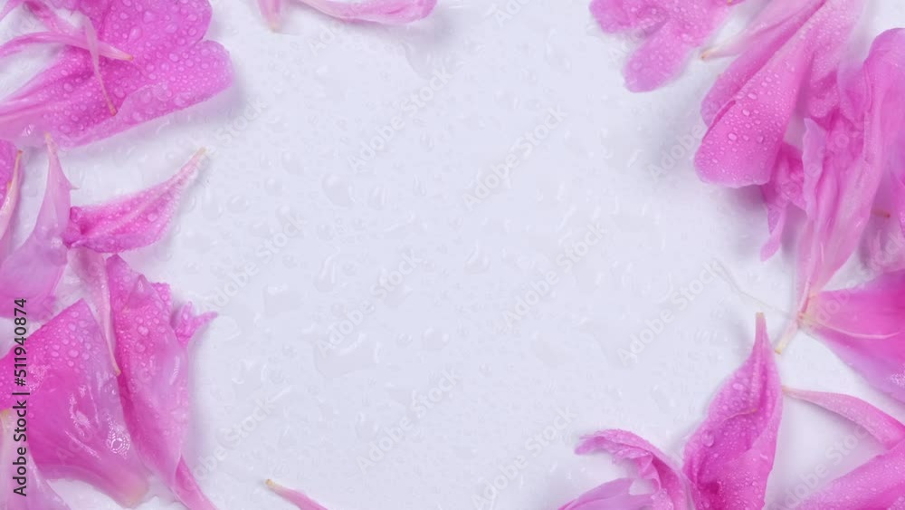 rotating background-frame or circular composition of pink peony petals on a white background rotating background-frame or circular composition of pink peony petals on a white background