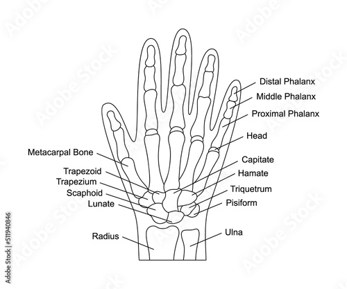 Human hand bones anatomy with descriptions. Hand parts structure. Human internal organ illustration. photo