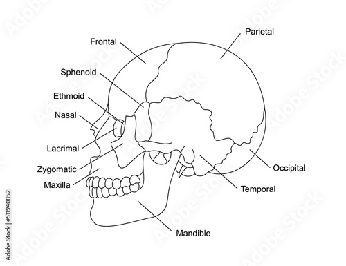 Human skull bones anatomy with descriptions. Cranial parts structure. Human internal organ illustration.