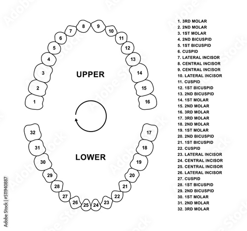 Adult human jaws anatomy with descriptions. Adult human teeth dentition anatomy molar, bicuspid, cuspid and incisor. Secondary tooth silhouette