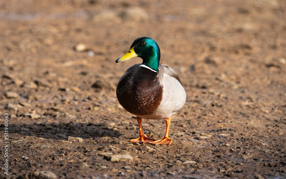 duck on the grass duck on the grass