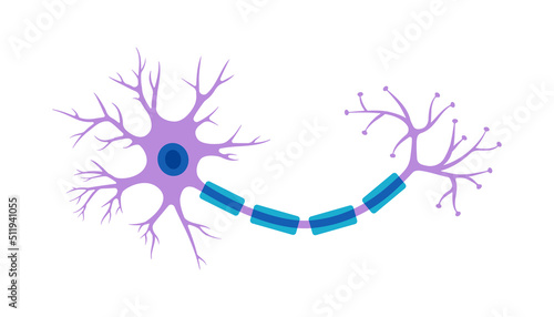 Brain neuron symbol. Human neuron cell illustration. Synapses, myelin sheat, cell body, nucleus, axon and dendrites scheme. Neurology illustration photo