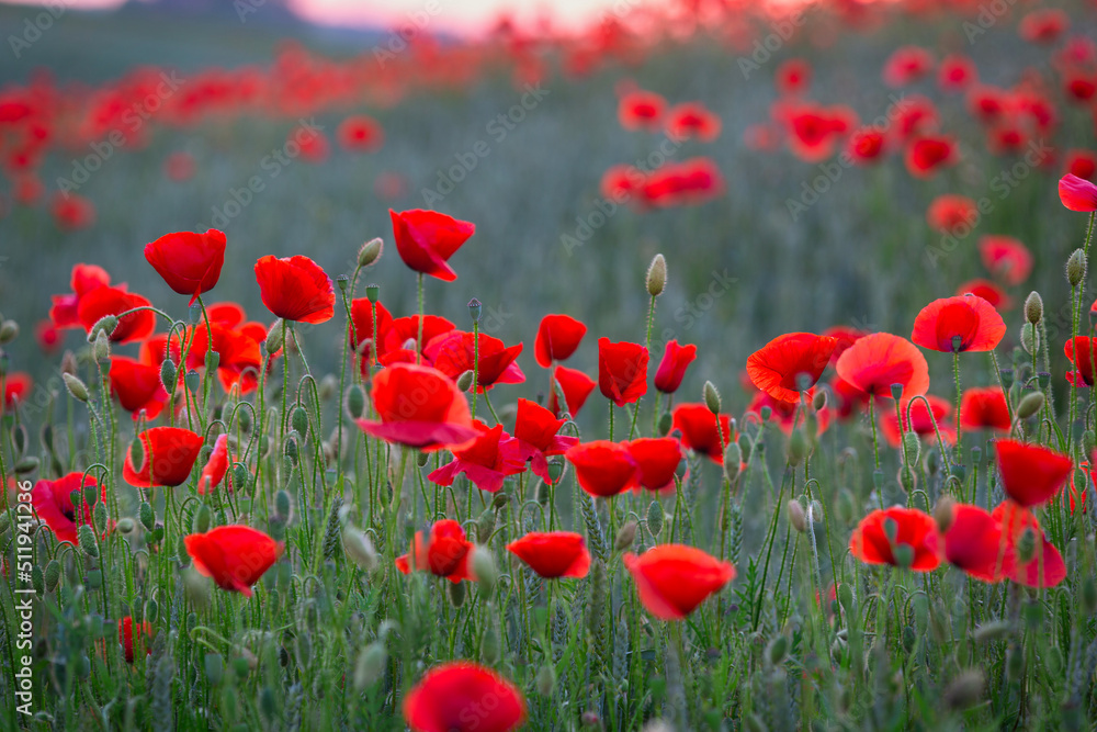 Fototapeta premium Beautiful meadow with the poppy flowers at sunset, Poland.