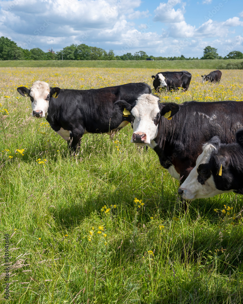 spotted cows stand in meadow full of yellow summer flowers in holland under blue sky spotted cows stand in meadow full of yellow summer flowers in holland under blue sky