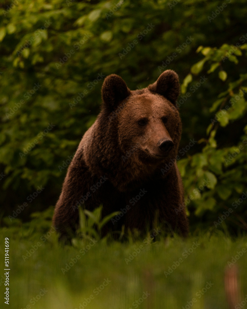 Fototapeta premium brown bear on the grass
