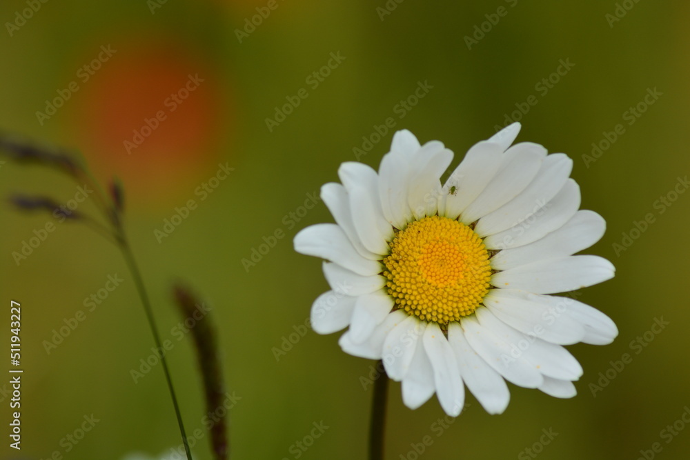 Fototapeta premium The wildflower meadow in Summer. A close up of white daisies and red poppies in the filed. Space for copy. 