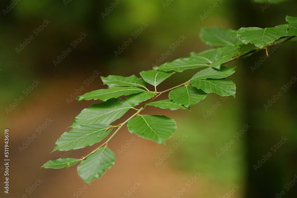 close up of beech leaves close up of beech leaves