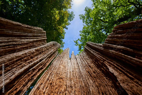 Half tree trunk. Brown hollow empty plant trunk in forest. Hot sunny summer day. Up view against blue sky.