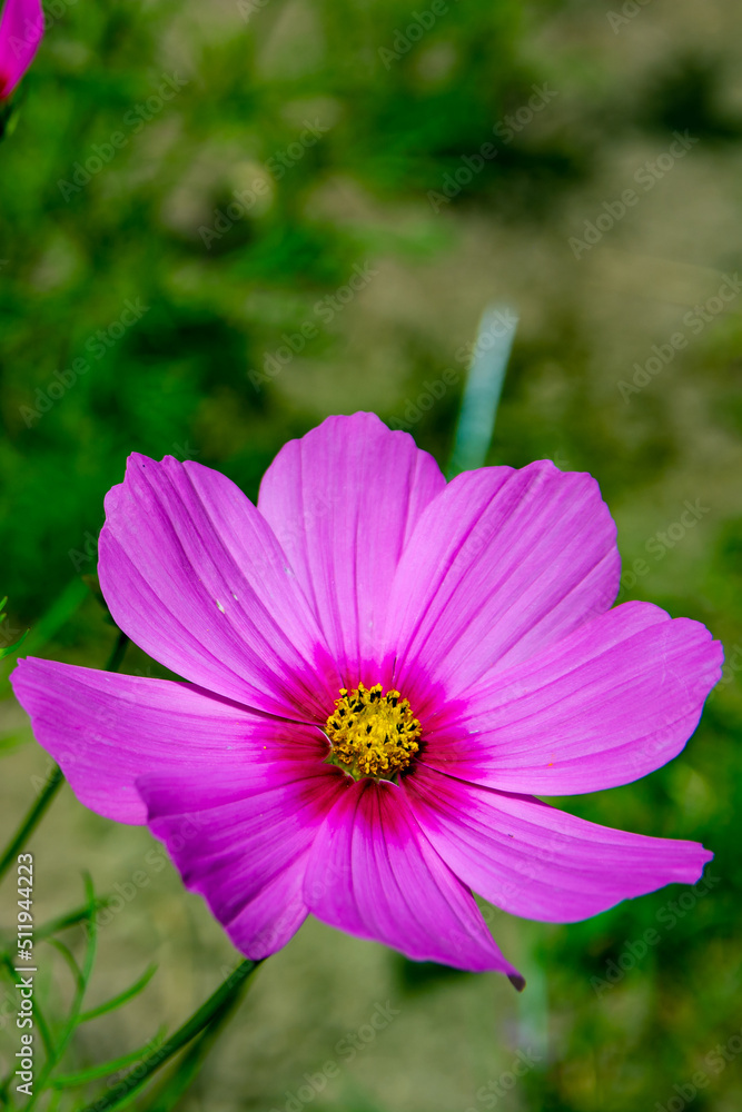 Obraz premium kwiat333