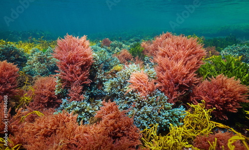 Algae colors underwater in the ocean, Atlantic seaweeds, natural scene, Spain photo