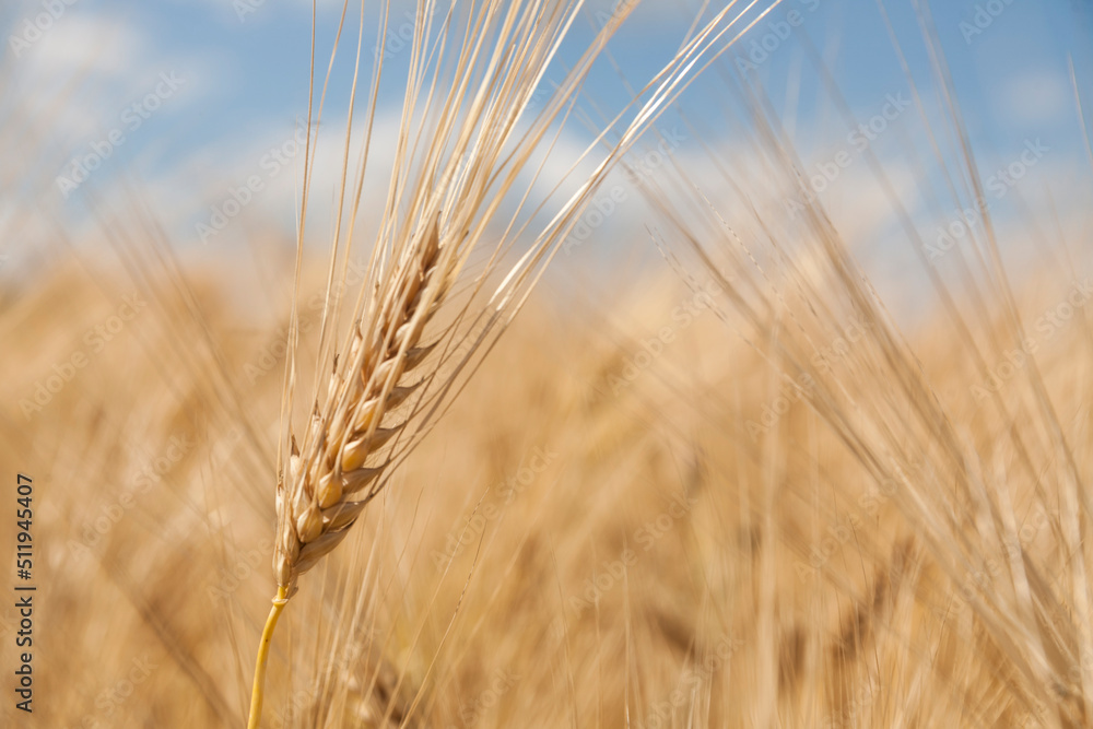 Ripe ears of wheat in a field on a blurred background. Ripe ears of wheat in a field on a blurred background.