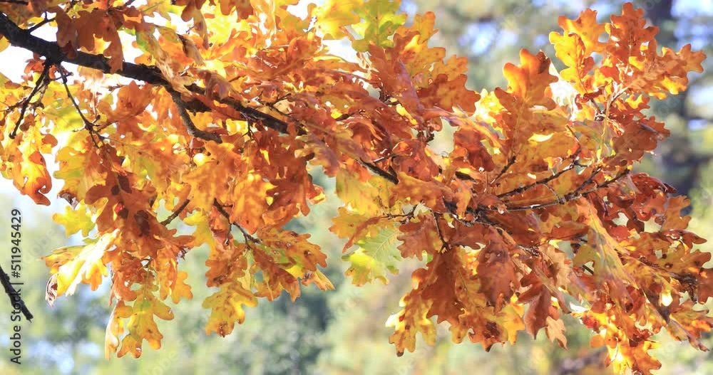 Yellowed autumn leaves sway from the wind at sunset. Oak leaves shimmer in the sun Yellowed autumn leaves sway from the wind at sunset. Oak leaves shimmer in the sun