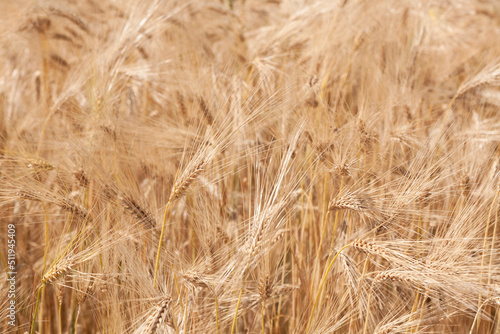 Ripe ears of wheat in a field on a blurred background.