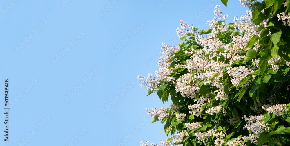 Tree flowers and leaves with copy space, catalpa tree flowering. Tree on blue sky background, horizontal banner Tree flowers and leaves with copy space, catalpa tree flowering. Tree on blue sky background, horizontal banner