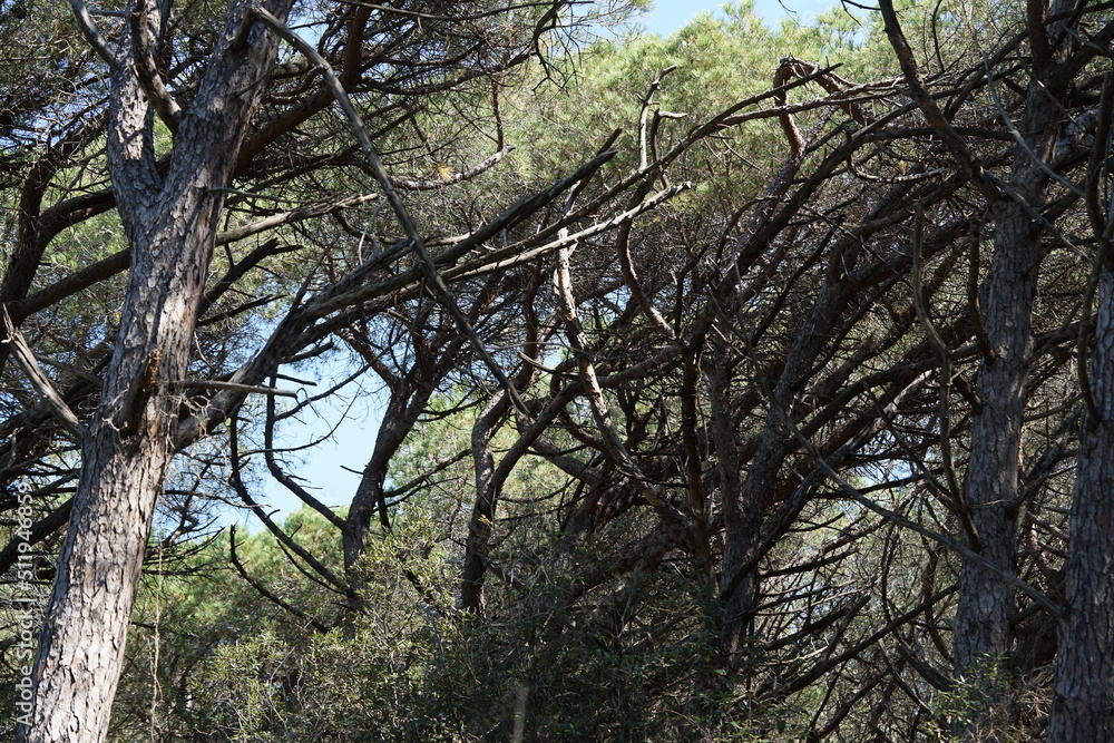 pine forest pine forest