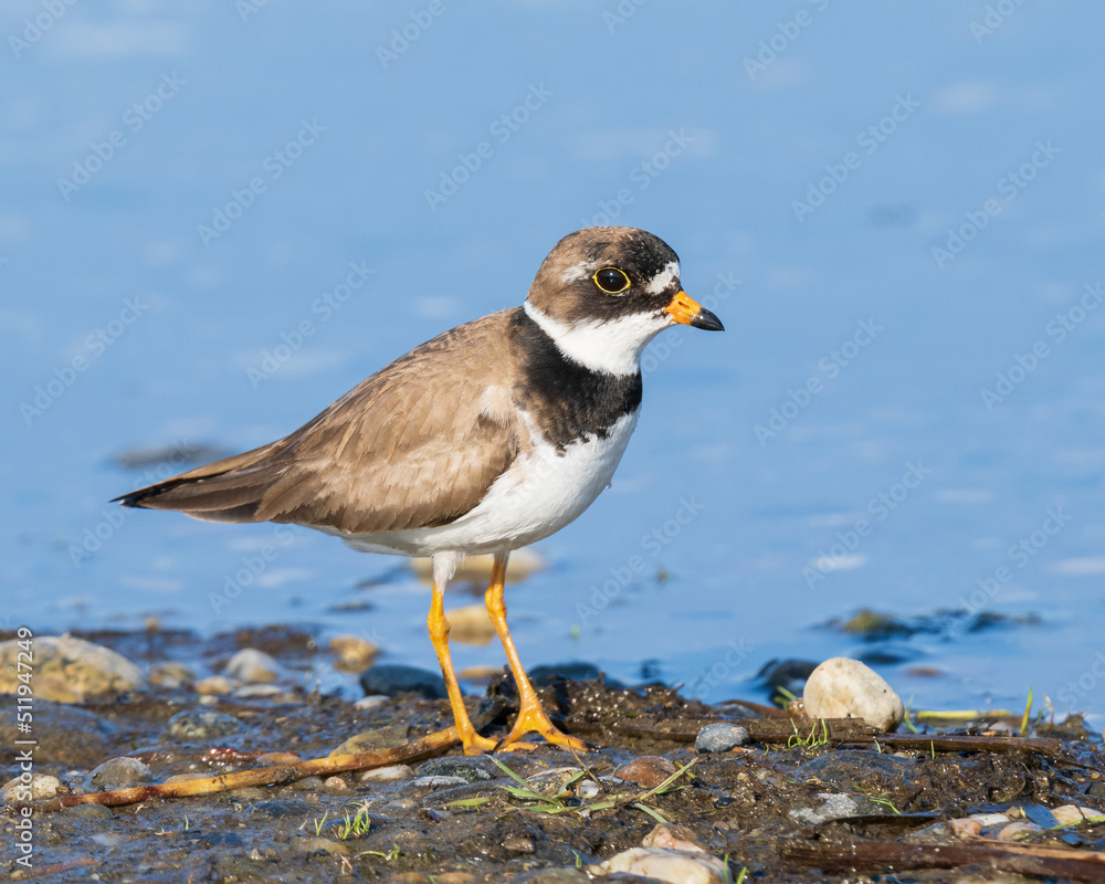 Semipalmated Plover Closeup in Alaska Semipalmated Plover Closeup in Alaska