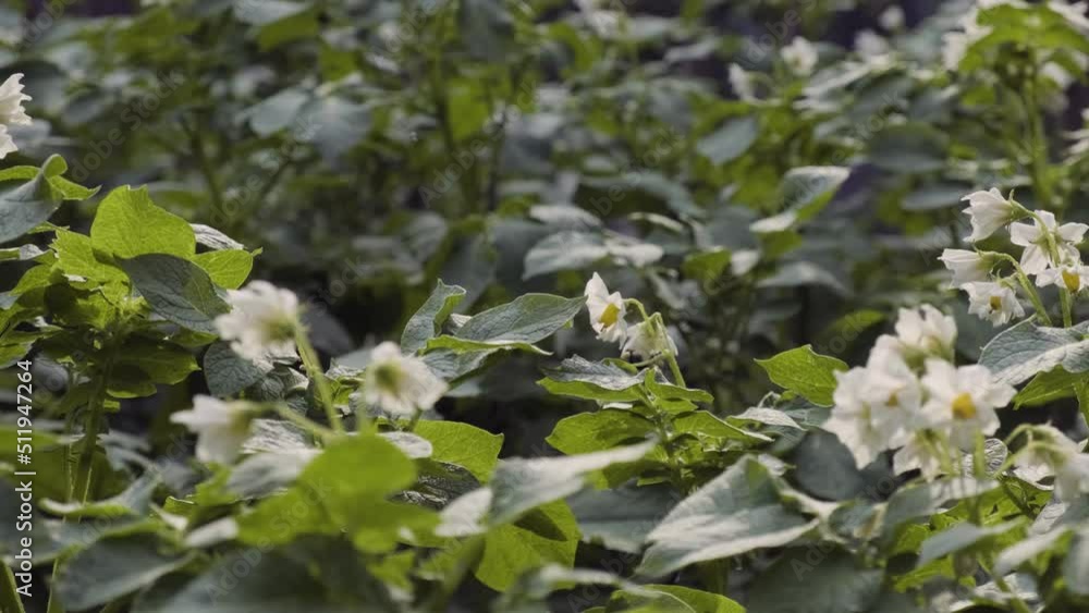 Blooming potato bush in the garden. Flowers of potato in the backyard close up. Homegrown potato blossom. Flowering potato plant Blooming potato bush in the garden. Flowers of potato in the backyard close up. Homegrown potato blossom. Flowering potato plant