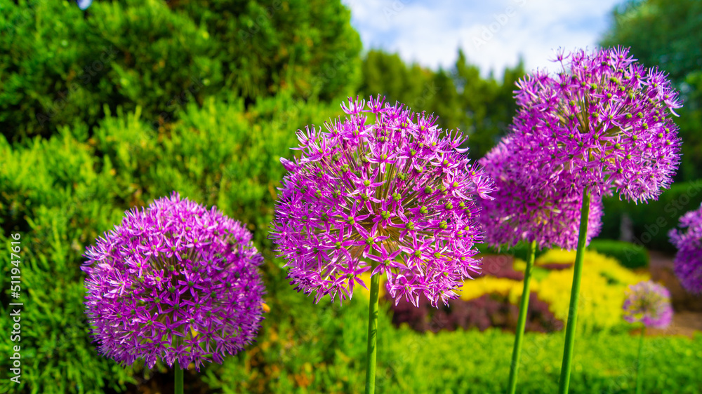 Obraz premium flowers in the garden