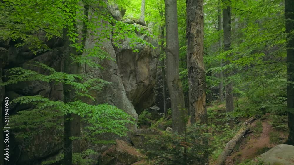 Green forest plant wood tree sun rays morning beautiful scenic view magical nature mountains Green forest plant wood tree sun rays morning beautiful scenic view magical nature mountains