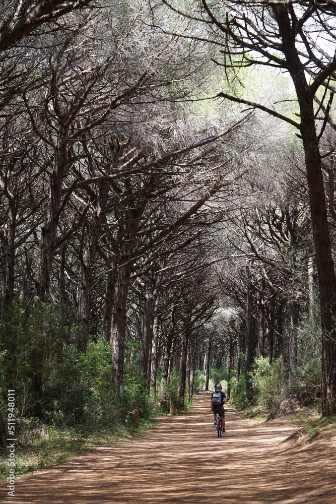 Italy,Tomboli, Nature reservat,  Marina di Cecina, Pine tree, Forest