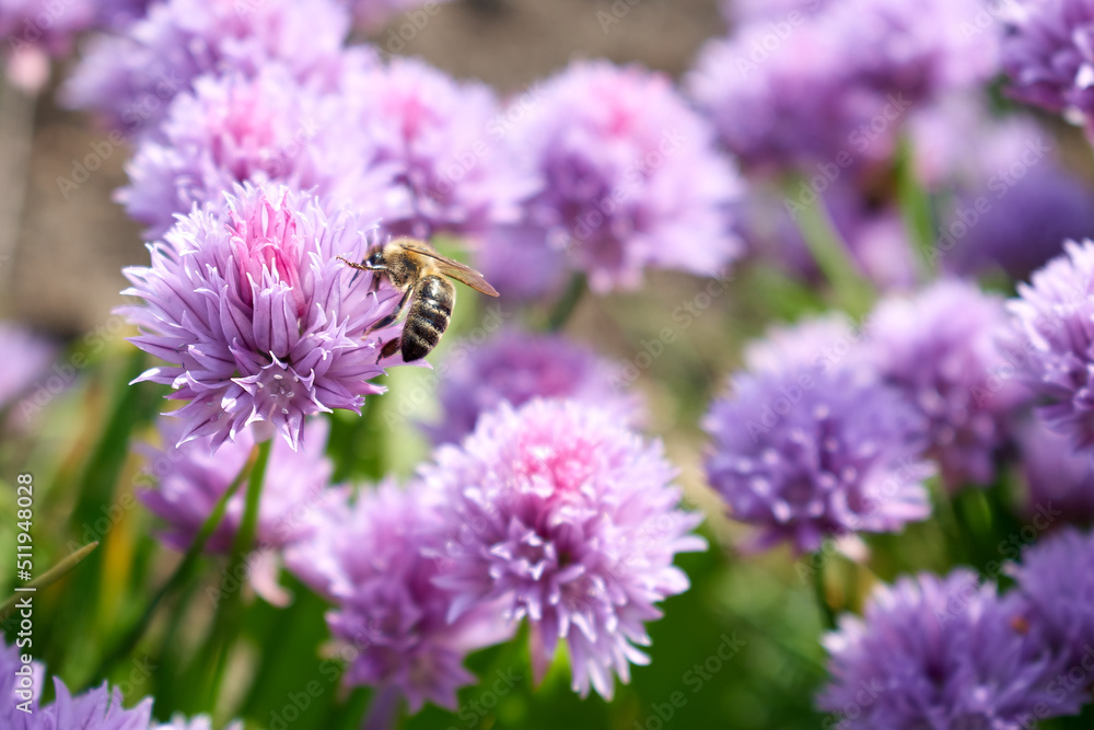 A bee sitting on a beautiful pink color taken in close-up
A bee sitting on a beautiful pink color taken in close-up
