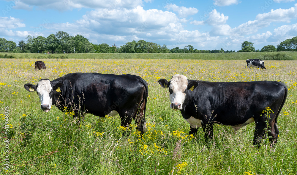 spotted cows stand in meadow full of yellow summer flowers in holland under blue sky spotted cows stand in meadow full of yellow summer flowers in holland under blue sky
