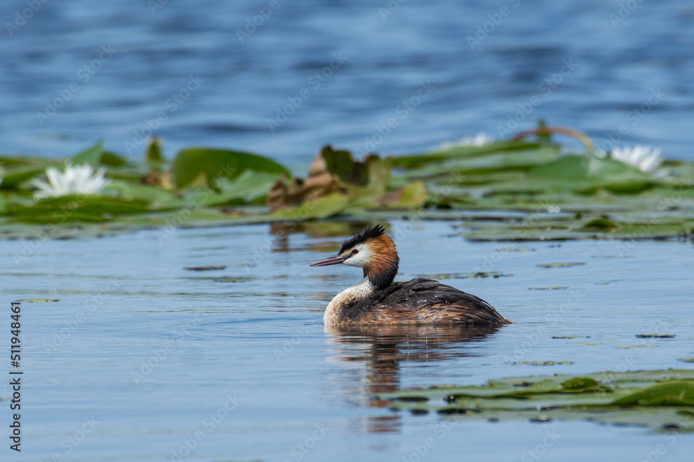 Crested grebe swims on the lake in a field of white water lilies Crested grebe swims on the lake in a field of white water lilies