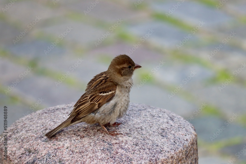 Little sparrow sitting on top of a granite pilar, background - blurred cobblestones Little sparrow sitting on top of a granite pilar, background - blurred cobblestones