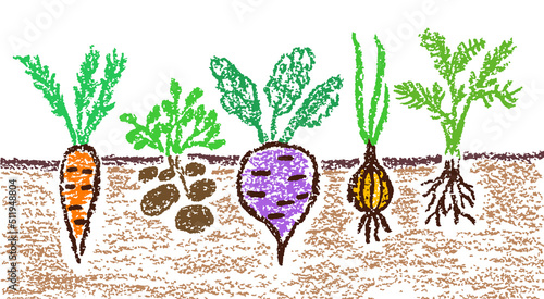 Garden vegetables banner. Growing ground root veggies. Carrot, potatoes, beet, onion set. Hand drawn doodle funny healthy food. Crayon, pastel chalk or pencil kids art vector simple style background