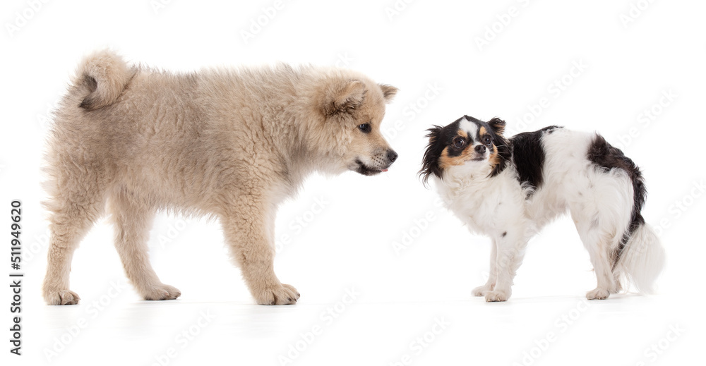 Fototapeta premium Adorable beige Eurasier puppy with chihuahua