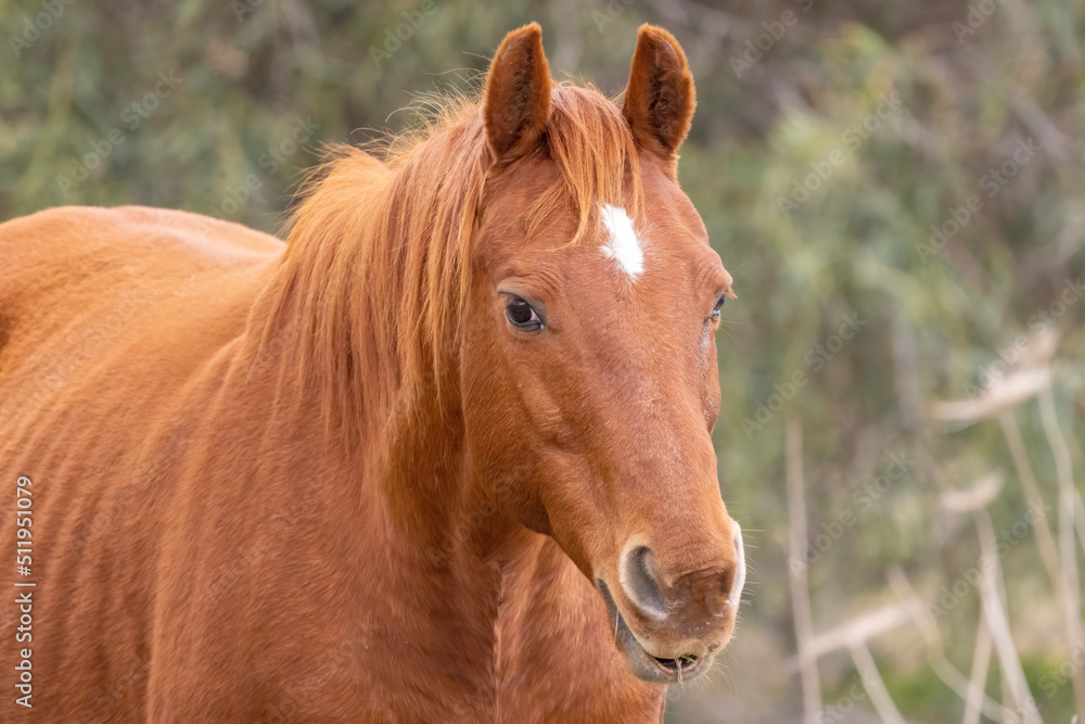 Obraz premium Arabian horses in the meadow