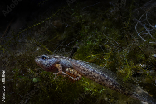 Obraz na plátně A tadpole of the grass frog with arms and legs on the bottom of the pond, Rana t