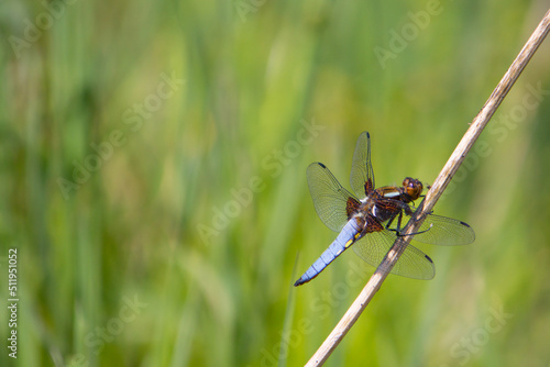 A beautiful dragonfly with blue flat belly sits on a flower stalk in a meadow in April, Libellula depressa photo