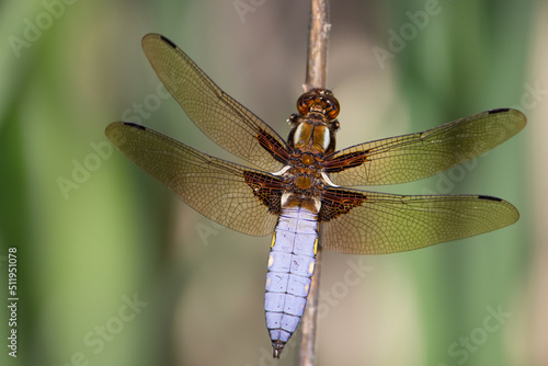 A beautiful dragonfly with blue flat belly sits on a flower stalk in a meadow in April, Libellula depressa