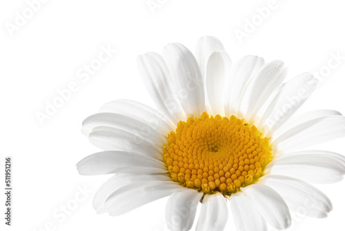 Close up of a daisy blossom flower isolated on white background  Leucanthemum