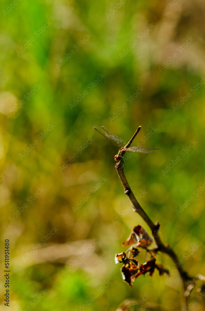 gold dragonfly perching on a branch gold dragonfly perching on a branch