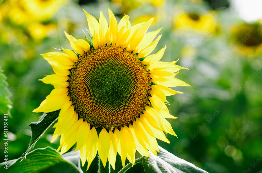 Obraz premium Fields of sunflowers in August