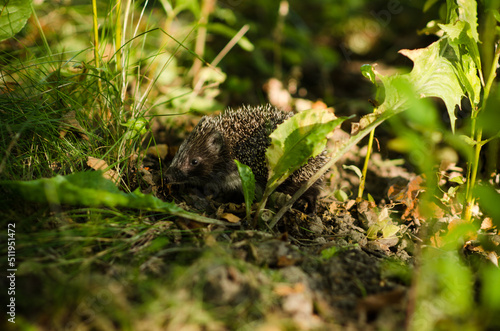 beautiful little hedgehog in the forest at the edge © sokorevaphoto