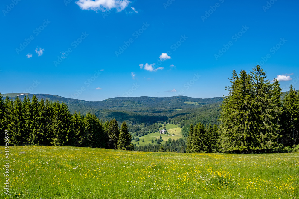 Meadow with forest and blue sky - Feldberg, Germany
