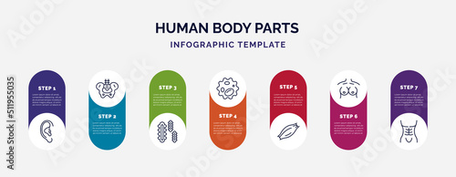 infographic template with icons and 7 options or steps. infographic for human body parts concept. included human ear, hip bone, three bacteria, white blood cell, muscle fiber, human breast, abdomen