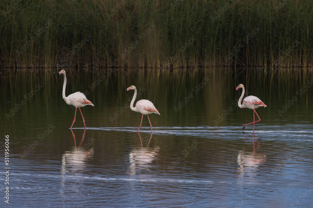 Obraz premium A flock of flamingo birds in the fish ponds of Kibbutz Nachshalim