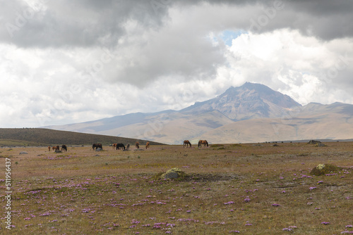 horses on paramo landscape